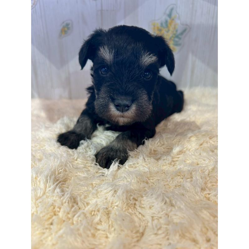 販売中の群馬県のミニチュアシュナウザー-444528