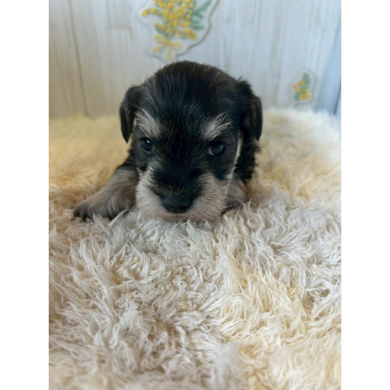 販売中の群馬県のミニチュアシュナウザー-444529の4枚目