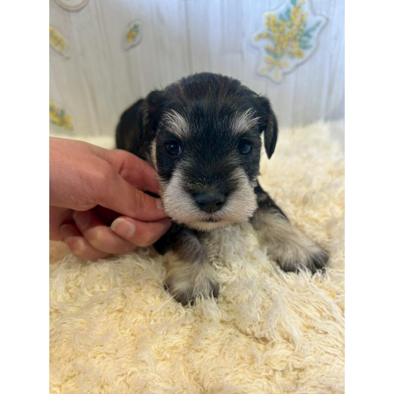 販売中の群馬県のミニチュアシュナウザー-444529