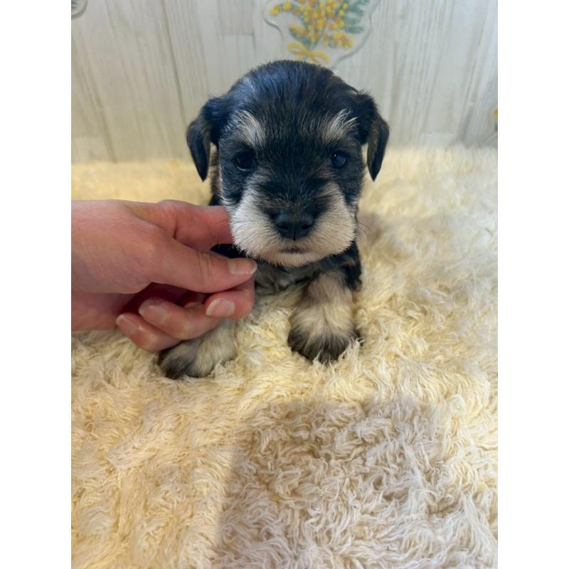 販売中の群馬県のミニチュアシュナウザー-444529の3枚目