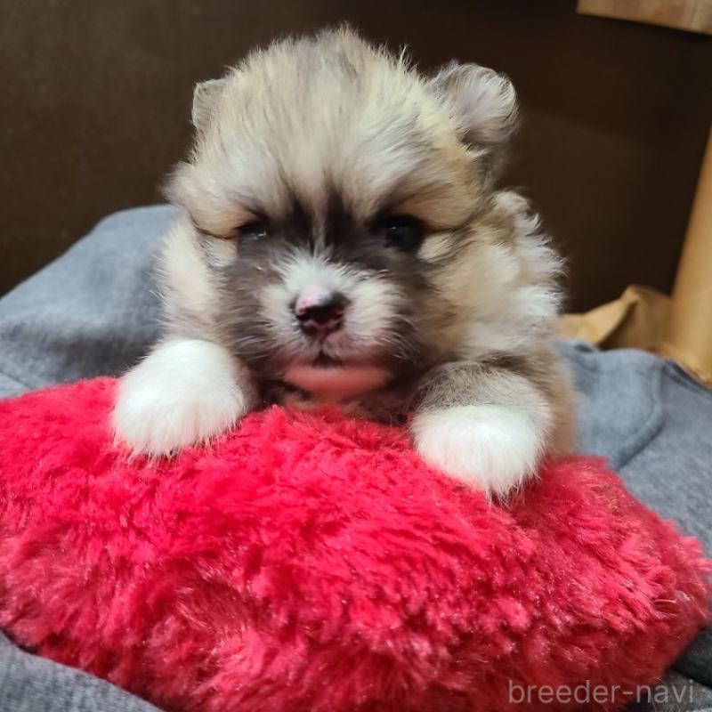 販売中の神奈川県のミックス犬-444531