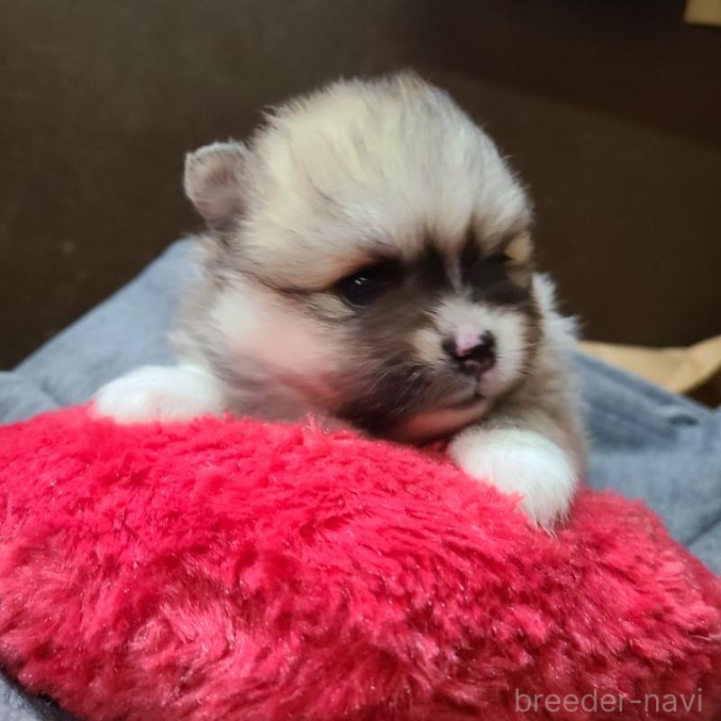 販売中の神奈川県のミックス犬-444531の4枚目