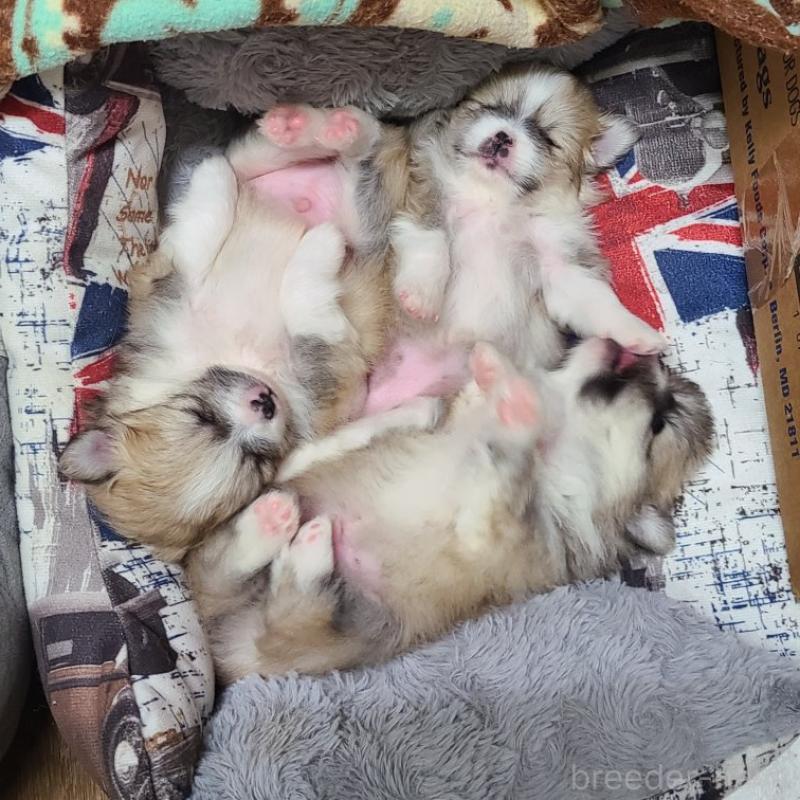 販売中の神奈川県のミックス犬-444531の2枚目