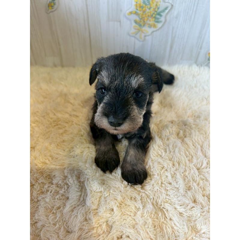 販売中の群馬県のミニチュアシュナウザー-444530の1枚目