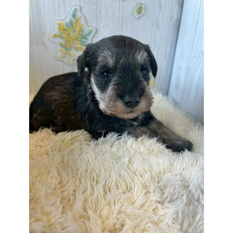 販売中の群馬県のミニチュアシュナウザー-444530の2枚目