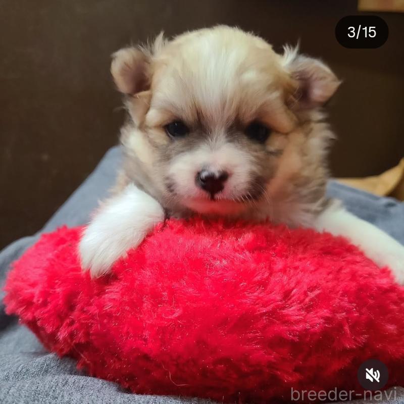 販売中の神奈川県のミックス犬-444532