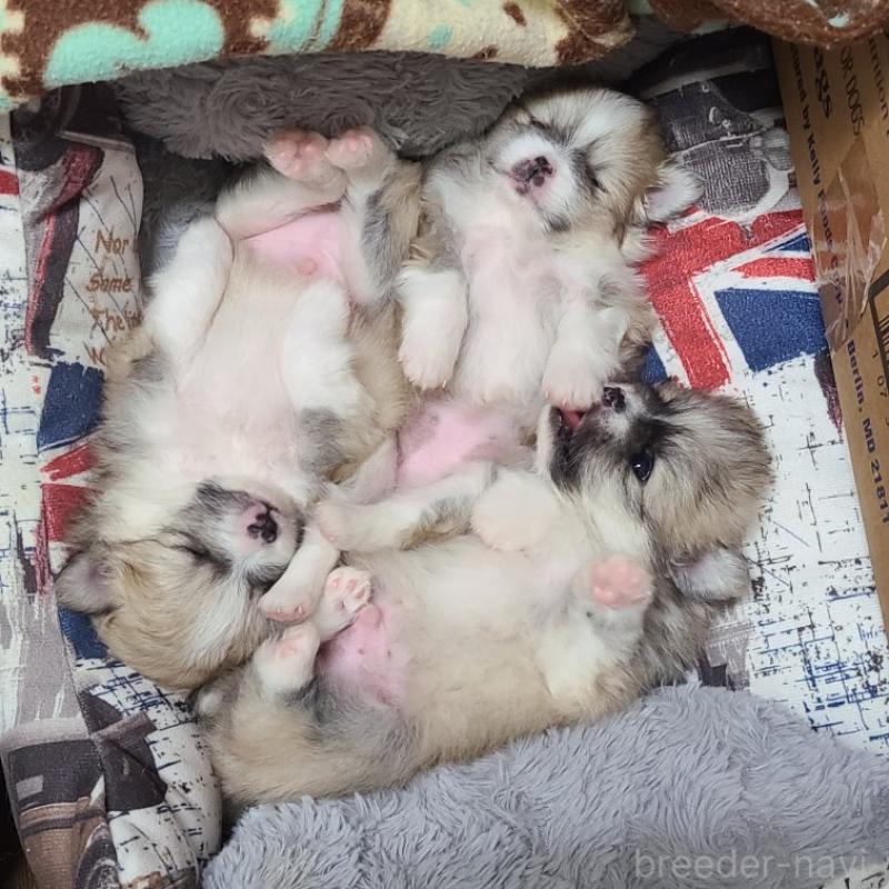 販売中の神奈川県のミックス犬-444532の4枚目