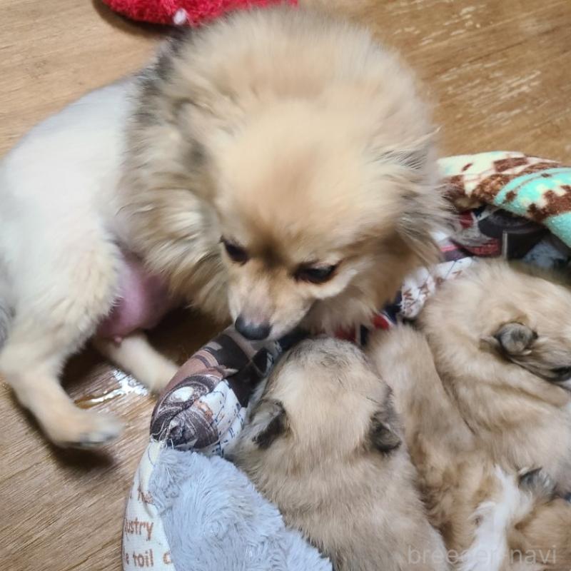 販売中の神奈川県のミックス犬-444532の3枚目