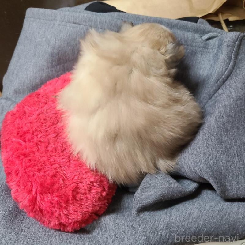 販売中の神奈川県のミックス犬-444532の2枚目