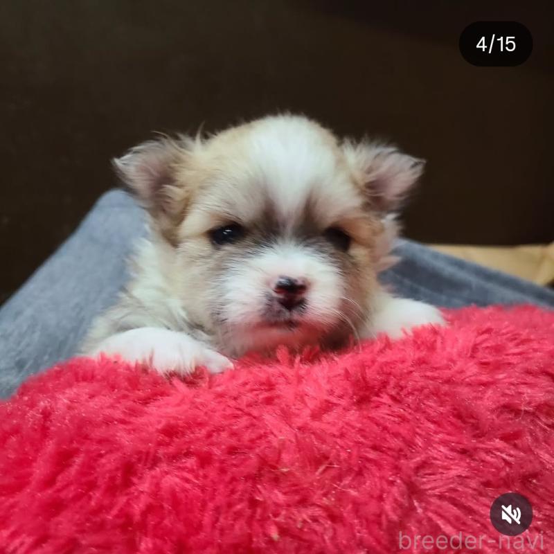 販売中の神奈川県のミックス犬-444533の1枚目