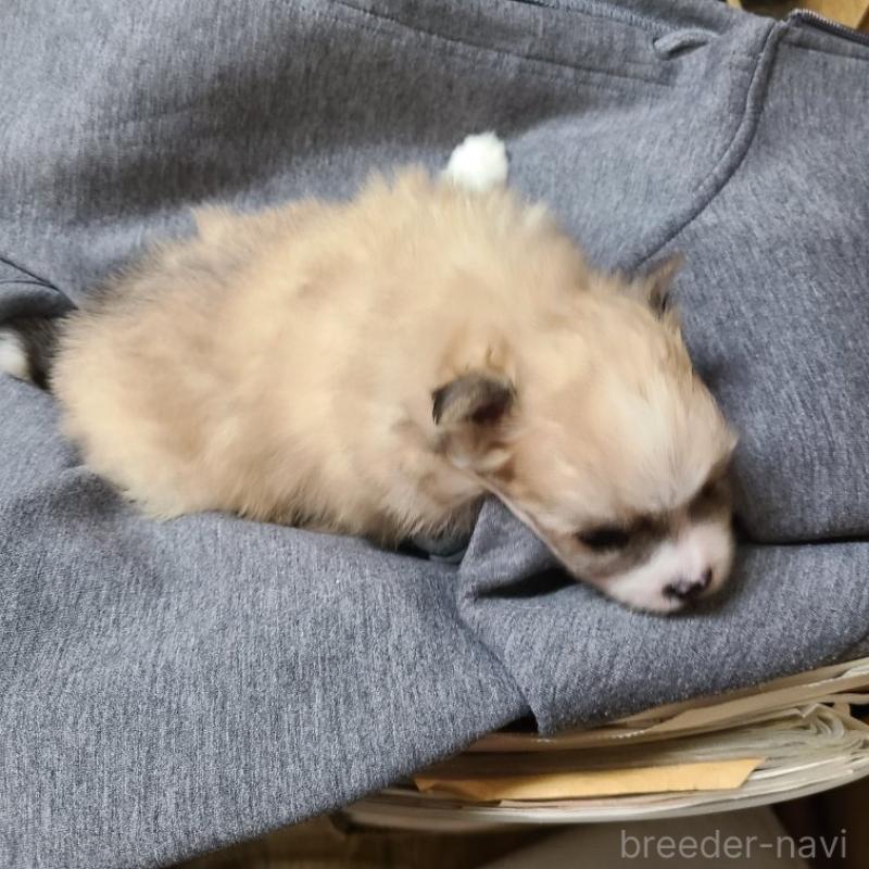 販売中の神奈川県のミックス犬-444533の3枚目