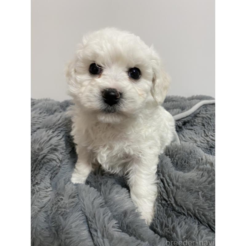 販売中の京都府のビションフリーゼ-444535の4枚目