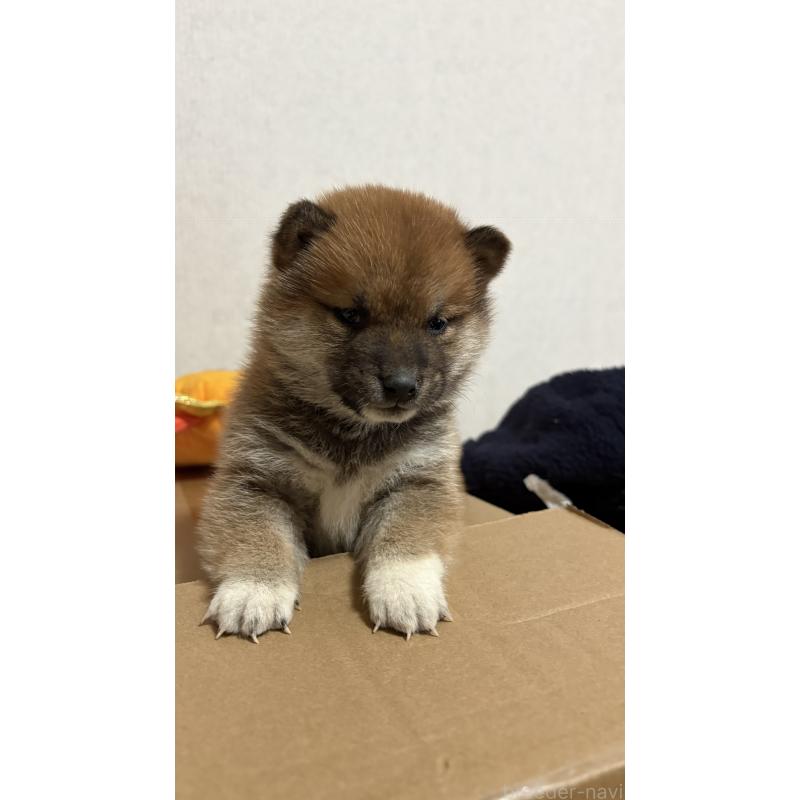 販売中の茨城県の柴犬-444536の3枚目