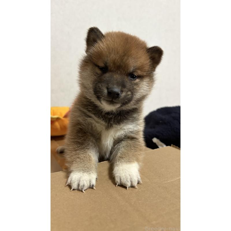 販売中の茨城県の柴犬-444536の2枚目