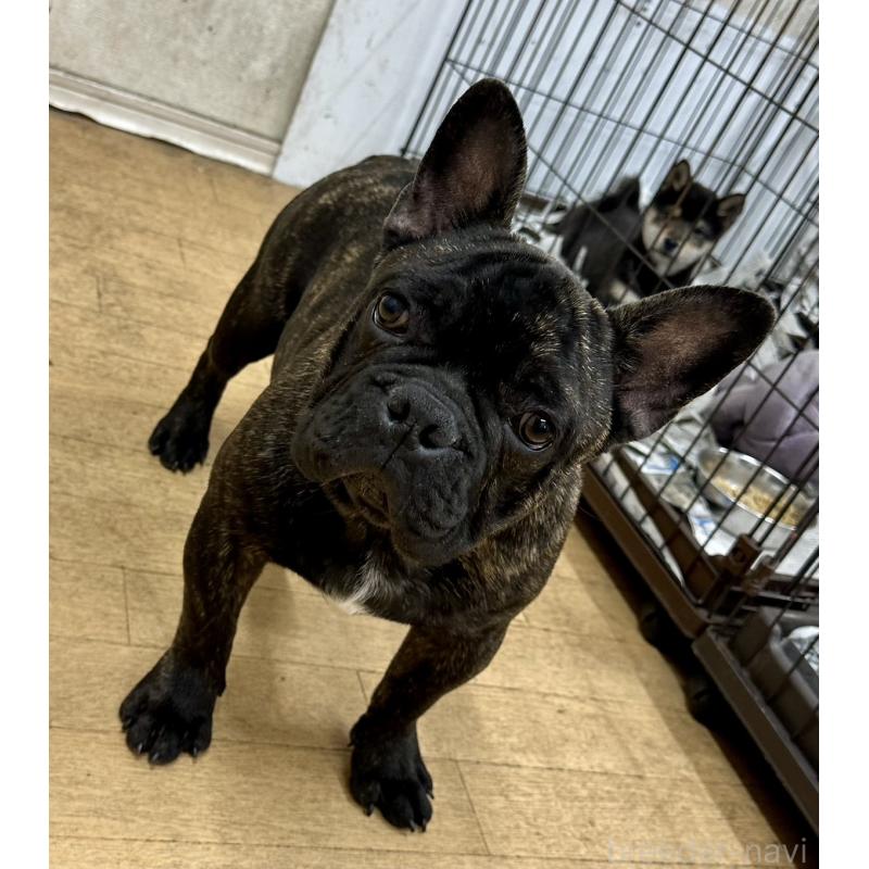 販売中の千葉県のフレンチブルドッグ-418593