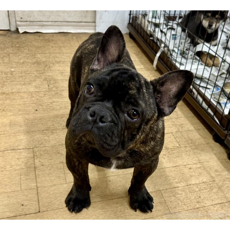 成約済の千葉県のフレンチブルドッグ-418593の4枚目