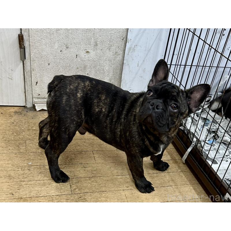 成約済の千葉県のフレンチブルドッグ-418593の3枚目