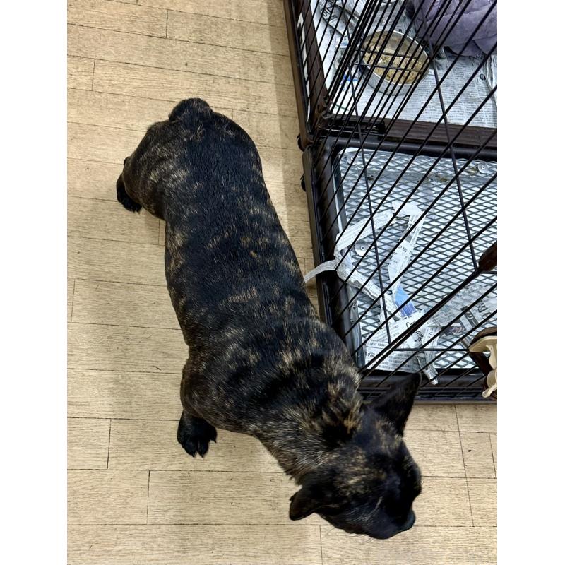 成約済の千葉県のフレンチブルドッグ-418593の2枚目