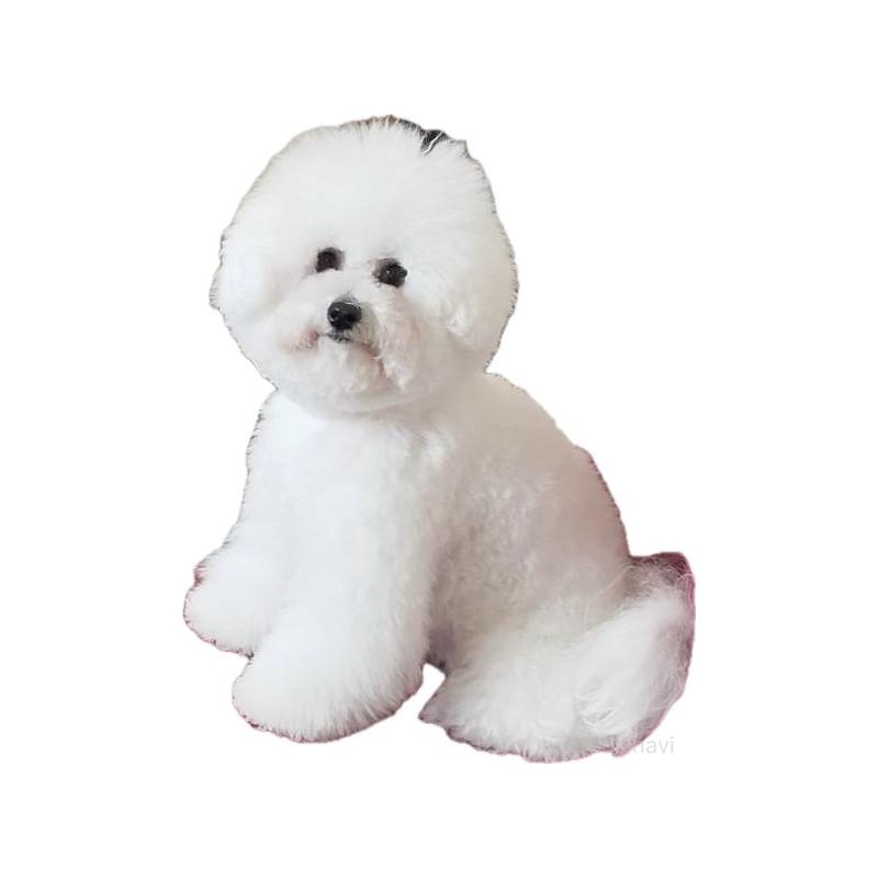 ののビションフリーゼ-