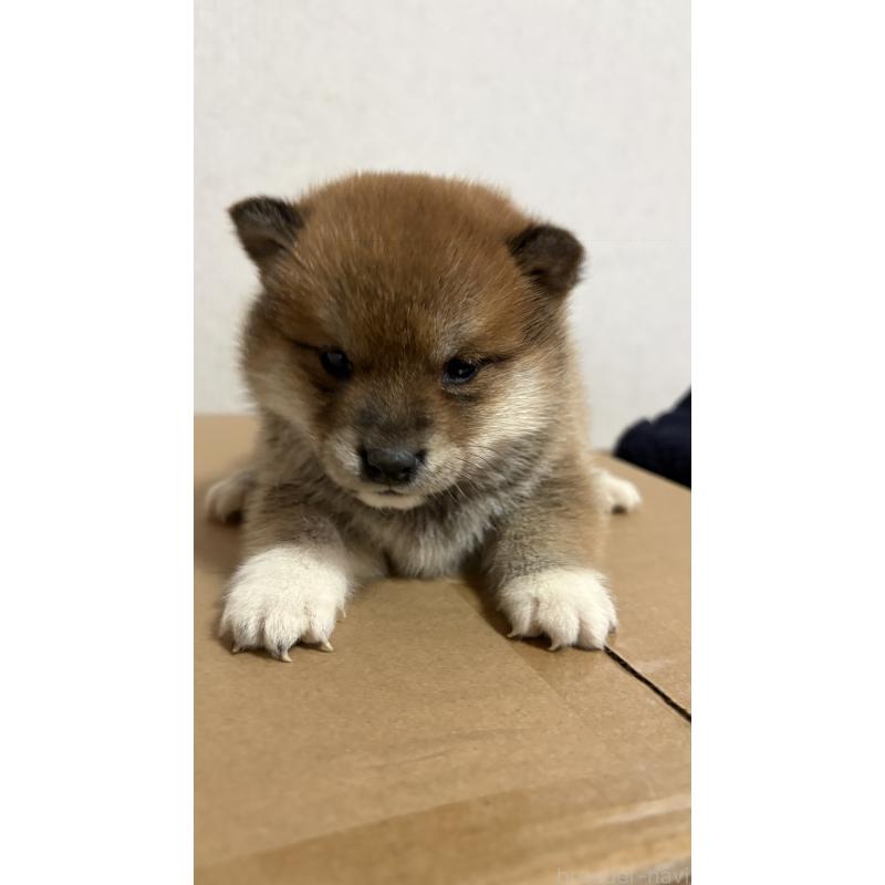 販売中の茨城県の柴犬-444537の2枚目