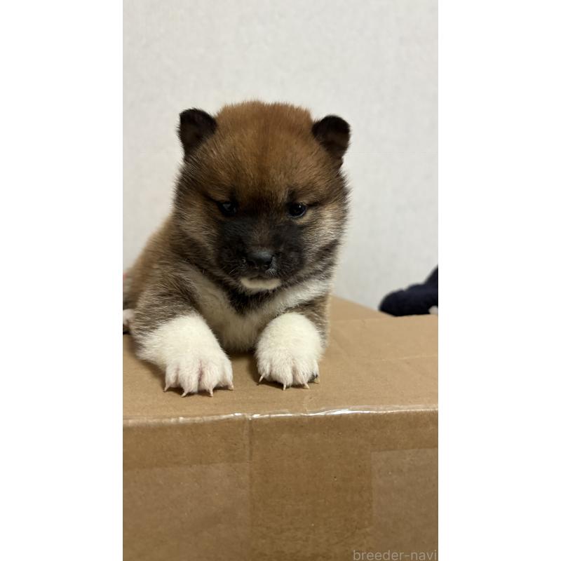 販売中の茨城県の柴犬-444538の3枚目