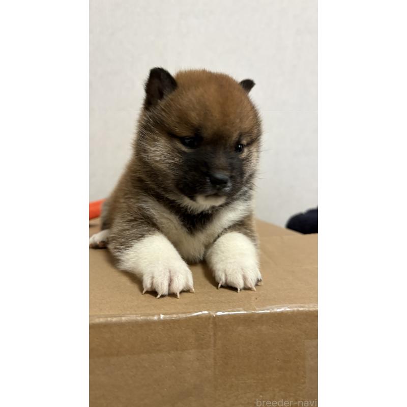 販売中の茨城県の柴犬-444538の2枚目