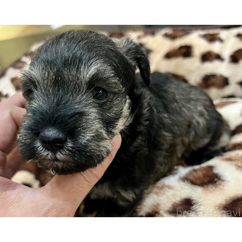 販売中の三重県のミニチュアシュナウザー-444539の7枚目