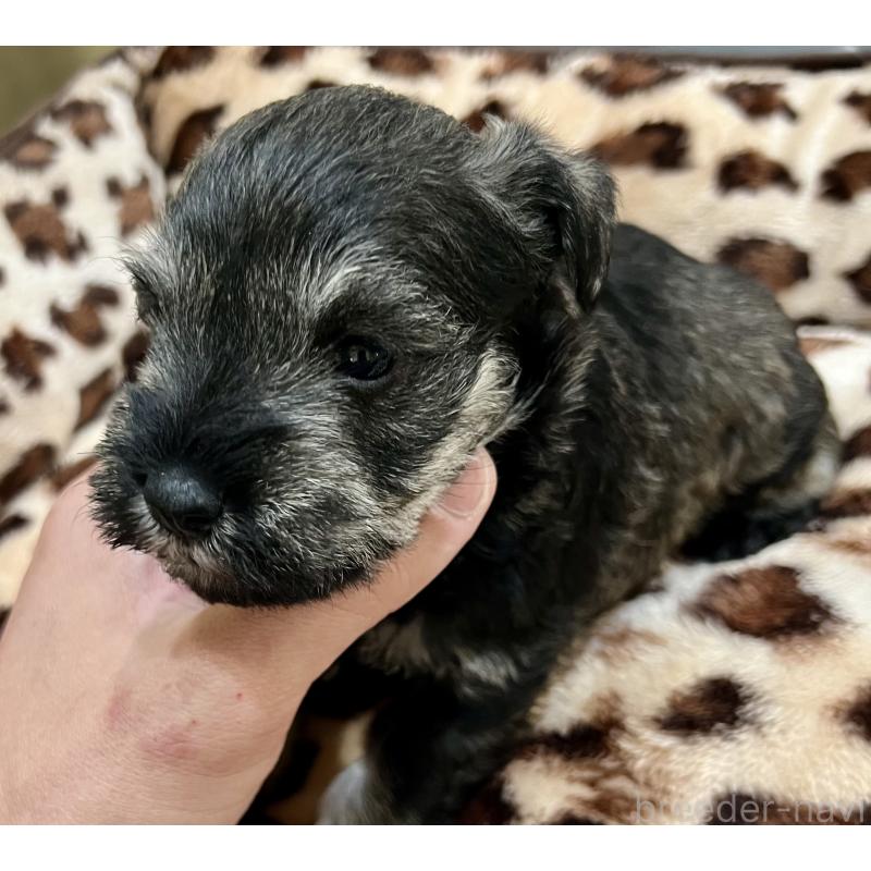 販売中の三重県のミニチュアシュナウザー-444539の5枚目