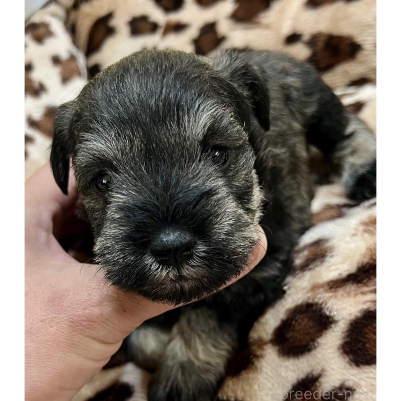 販売中の三重県のミニチュアシュナウザー-444539の4枚目