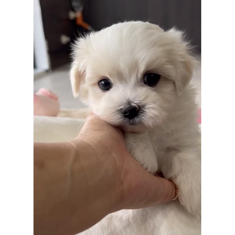 商談中の福岡県のマルチーズ-440402の4枚目