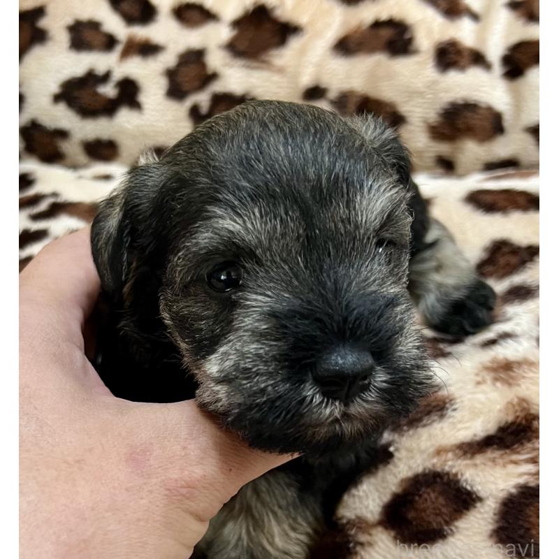 販売中の三重県のミニチュアシュナウザー-444539の3枚目