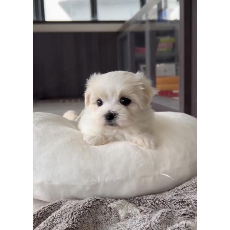 商談中の福岡県のマルチーズ-440402の3枚目