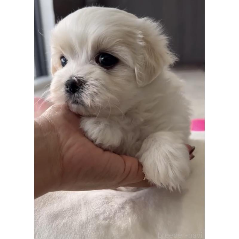 商談中の福岡県のマルチーズ-440402の2枚目