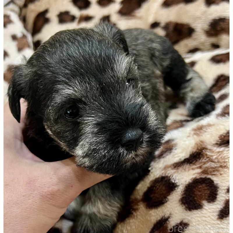 販売中の三重県のミニチュアシュナウザー-444539の2枚目