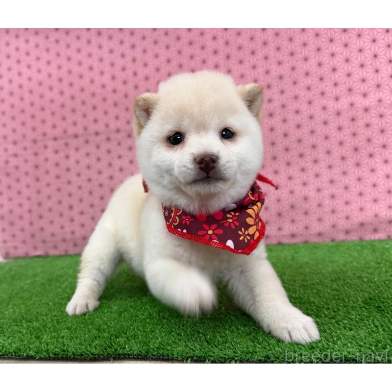 販売中の神奈川県の豆柴-444541