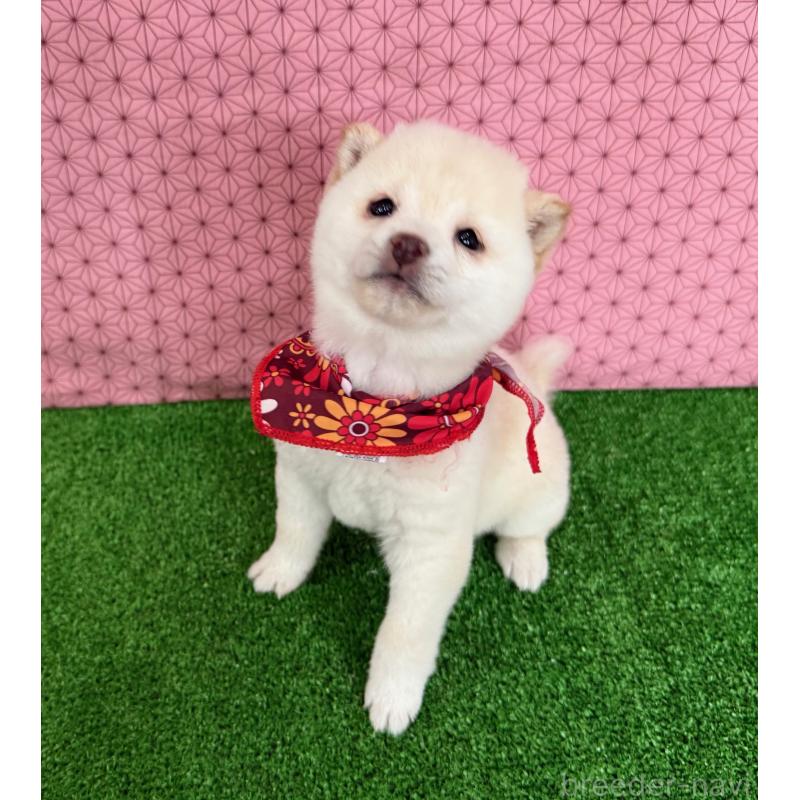 販売中の神奈川県の豆柴-444541の3枚目