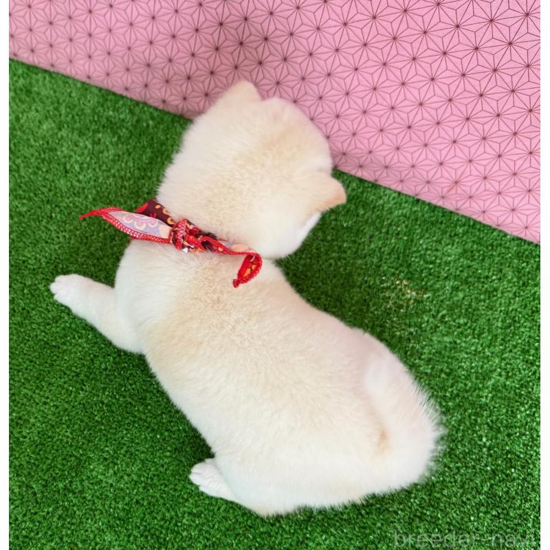 販売中の神奈川県の豆柴-444541の2枚目