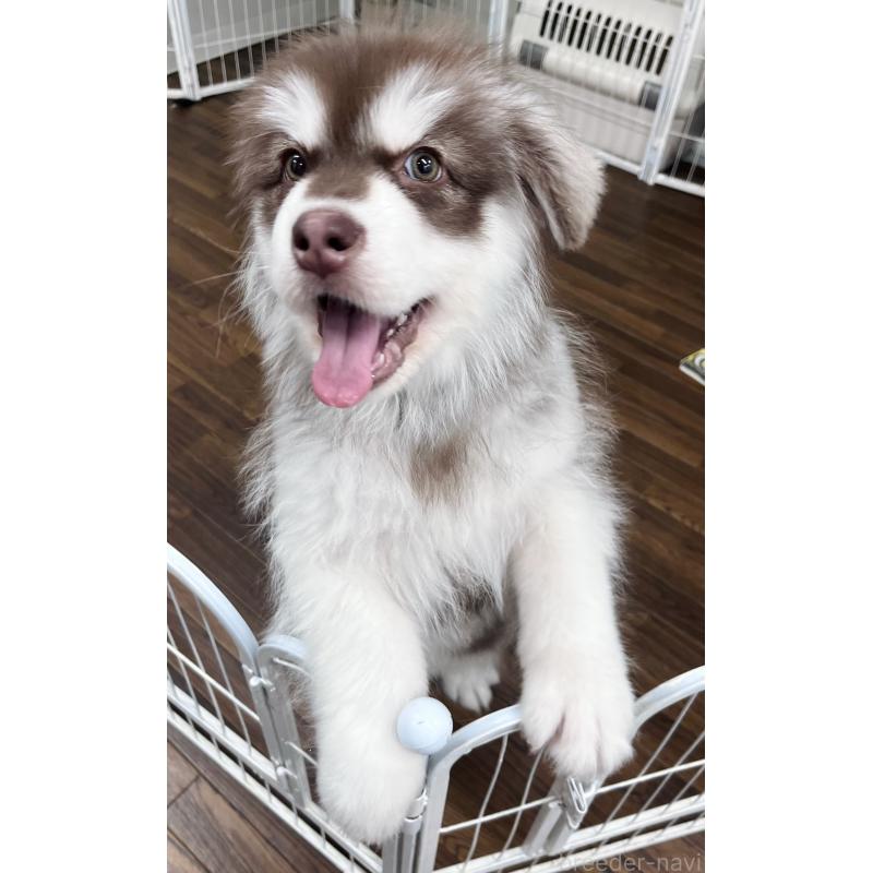 販売中の東京都のアラスカンマラミュート-444542の1枚目