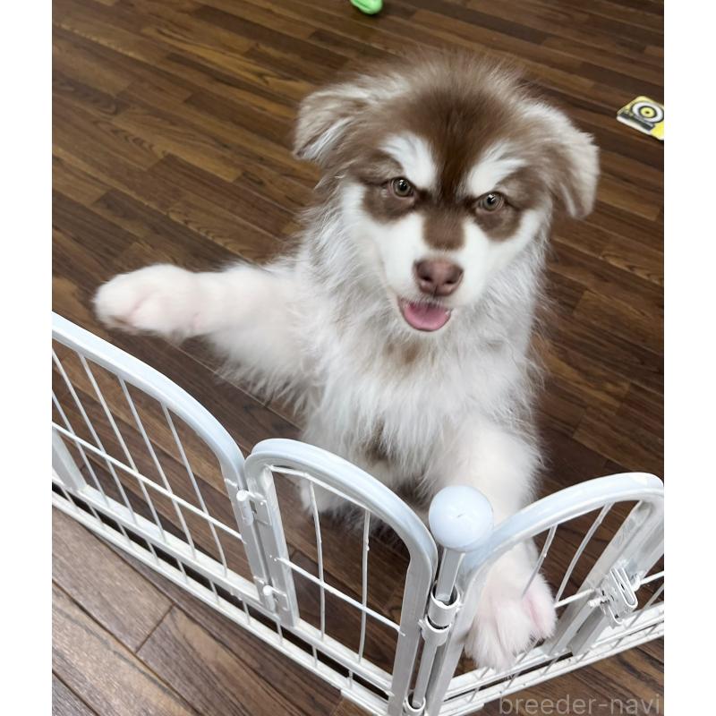 販売中の東京都のアラスカンマラミュート-444542の8枚目