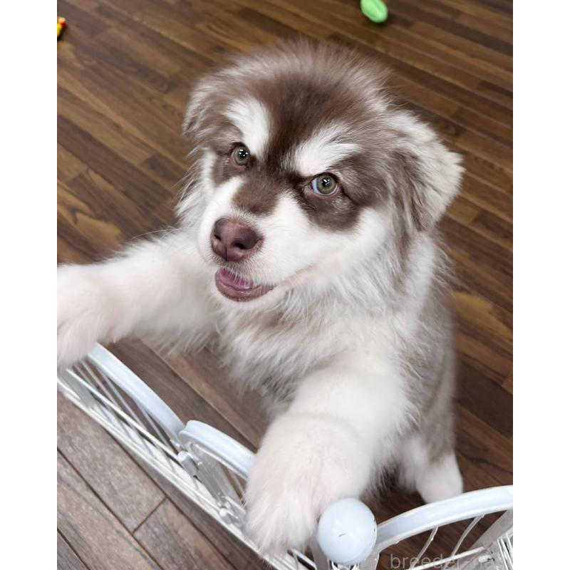 販売中の東京都のアラスカンマラミュート-444542の7枚目