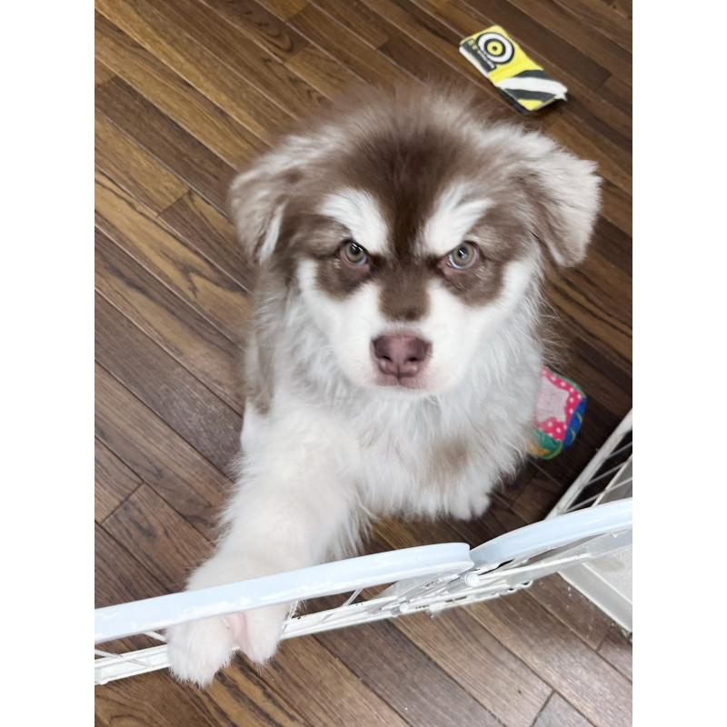 販売中の東京都のアラスカンマラミュート-444542の6枚目