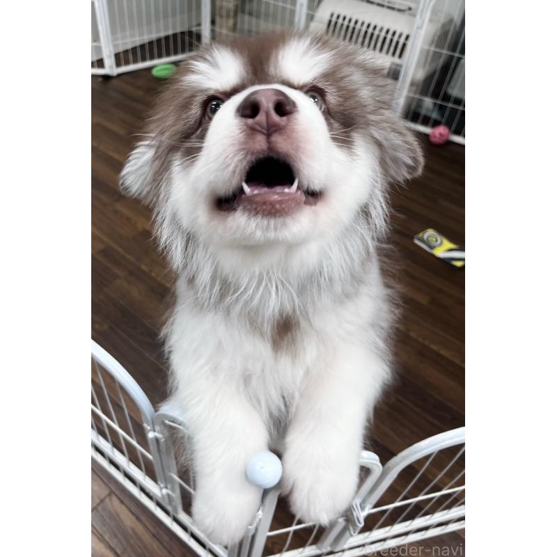 販売中の東京都のアラスカンマラミュート-444542の5枚目