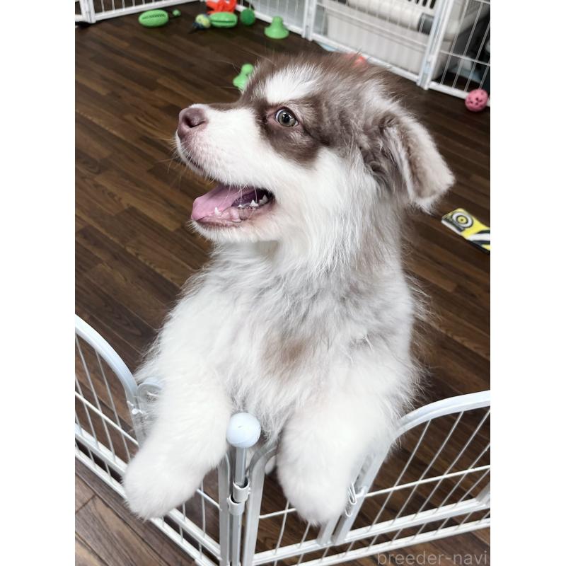 販売中の東京都のアラスカンマラミュート-444542の4枚目