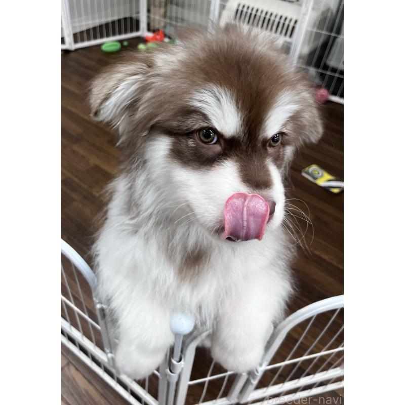 販売中の東京都のアラスカンマラミュート-444542の3枚目