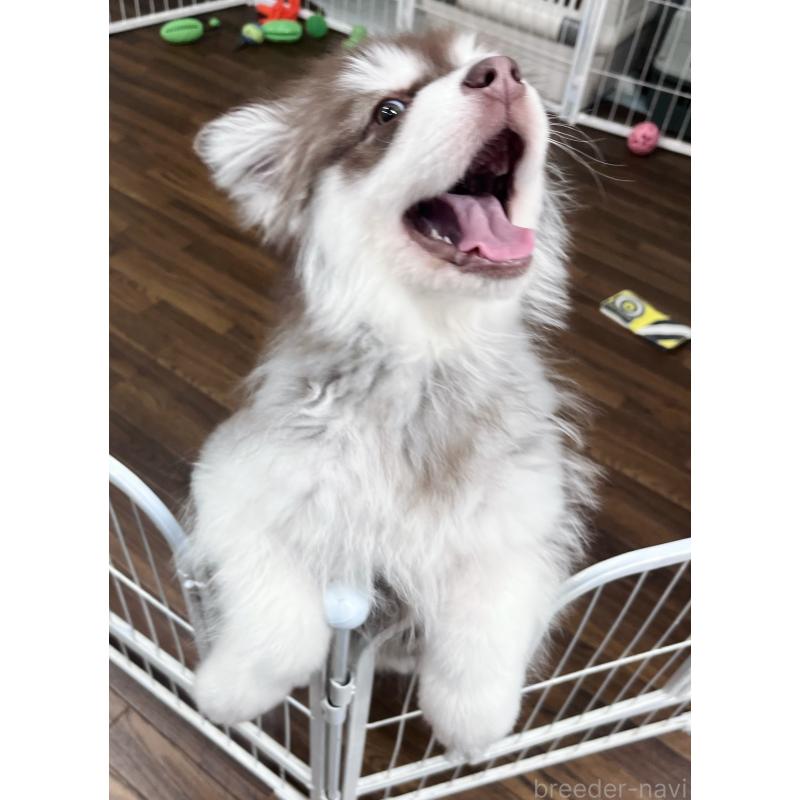 販売中の東京都のアラスカンマラミュート-444542の2枚目