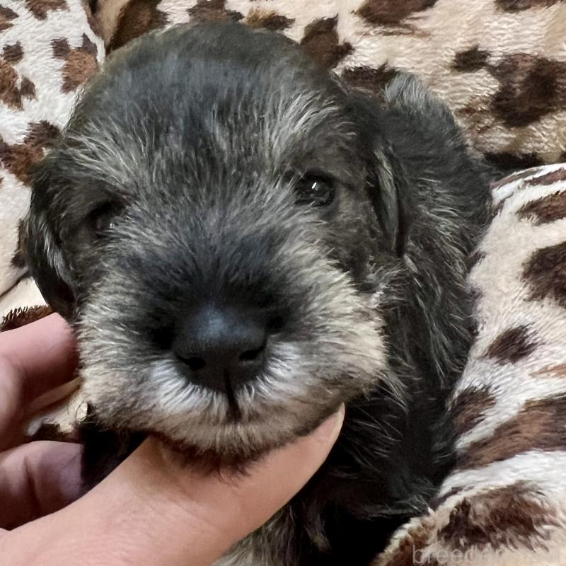 販売中の三重県のミニチュアシュナウザー-444543の12枚目