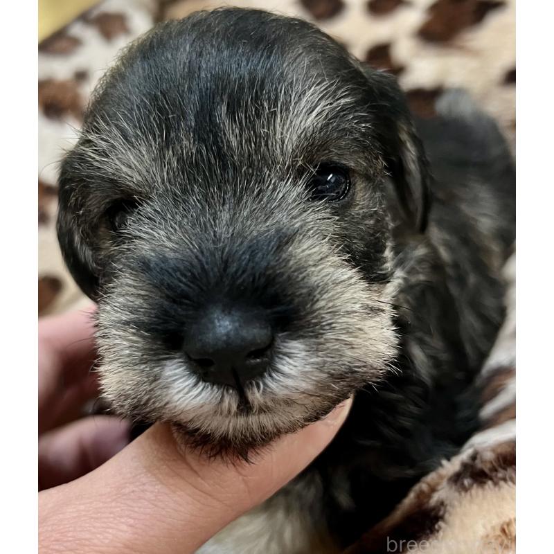 販売中の三重県のミニチュアシュナウザー-444543の11枚目