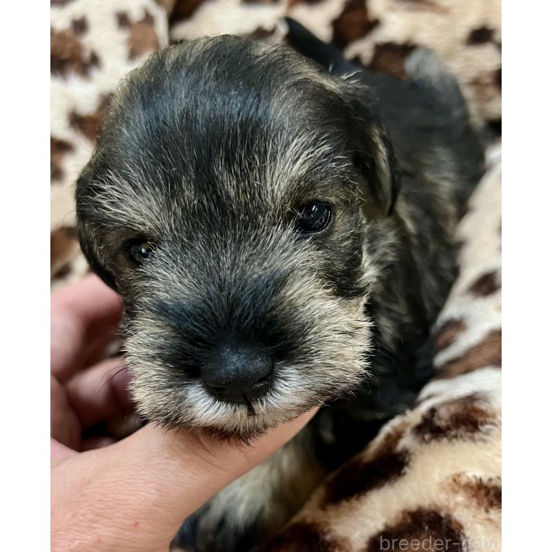 販売中の三重県のミニチュアシュナウザー-444543の10枚目