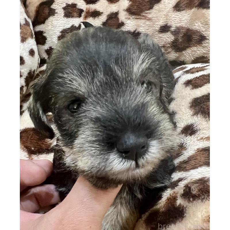 販売中の三重県のミニチュアシュナウザー-444543の9枚目