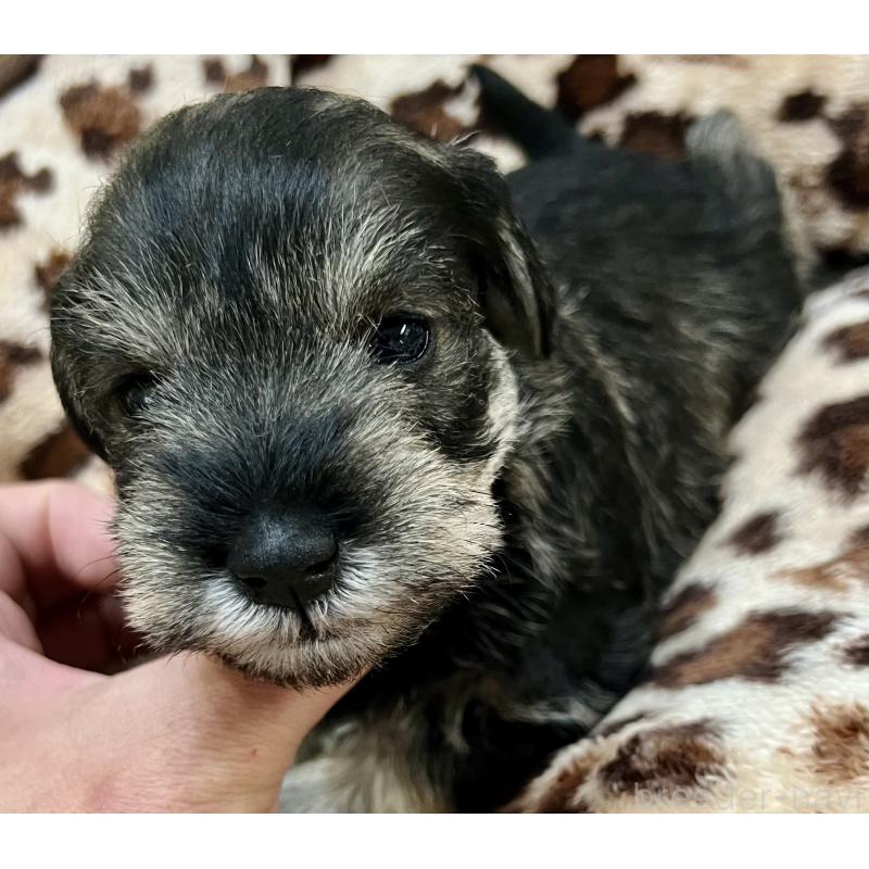 販売中の三重県のミニチュアシュナウザー-444543の8枚目